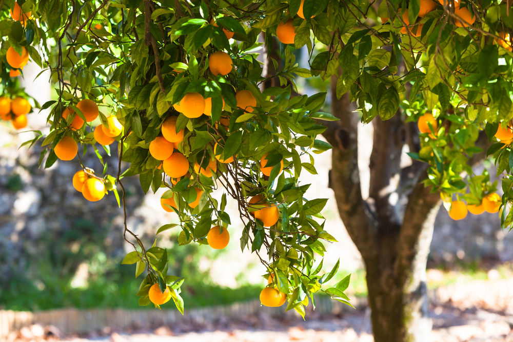 Urban Harvest Presents The 18th Annual Fruit Tree Sale