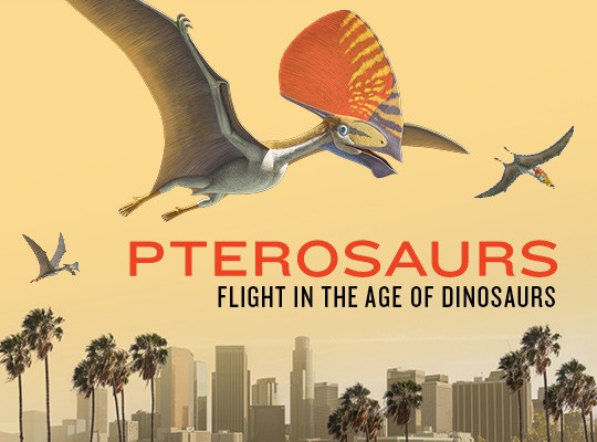 NHMLA's Special Exhibit, Pterosaurs: Flight In the Age of Dinosaurs