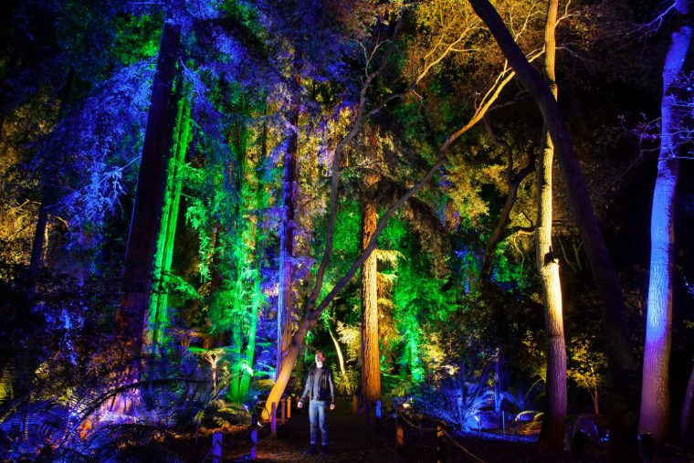 LA’s Enchanted: Forest of Lights Returns