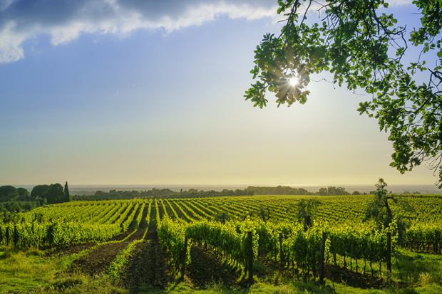 An Evening in Maremma with Tony Vallone at Ciao Bello