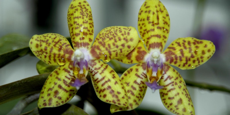 Getting to Know Orchids: An Introduction