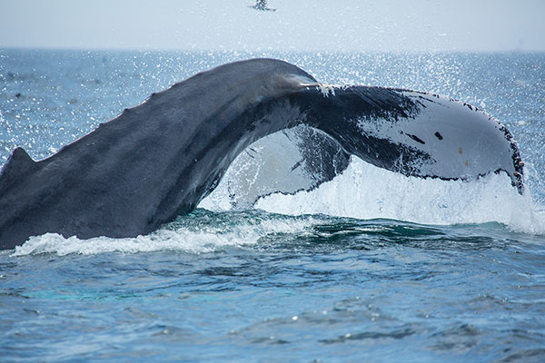 Whale Watch at Boston Harbor Cruises