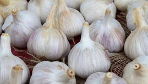 Hudson Valley Garlic Festival