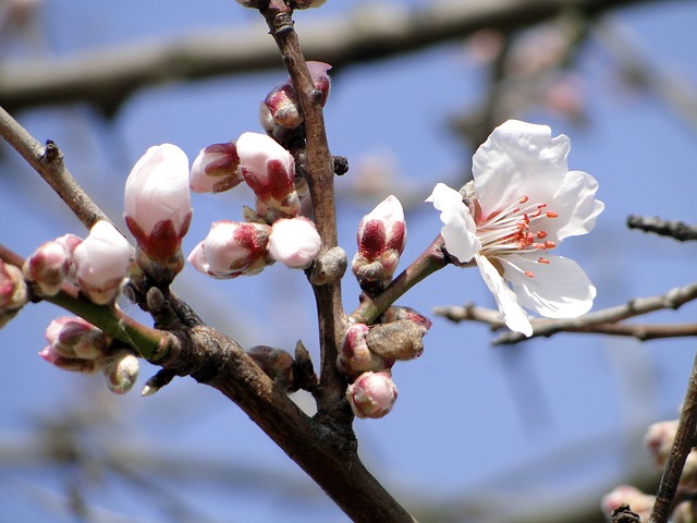 Get Small Town Savvy At The Almond Blossom Festival 