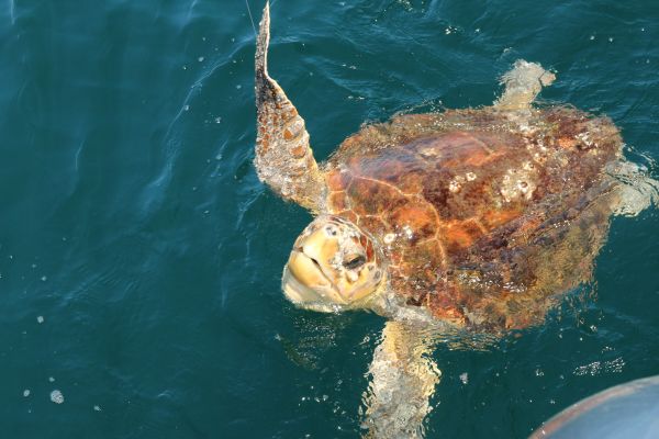 Sea Turtles of North Carolina | Eventcombo