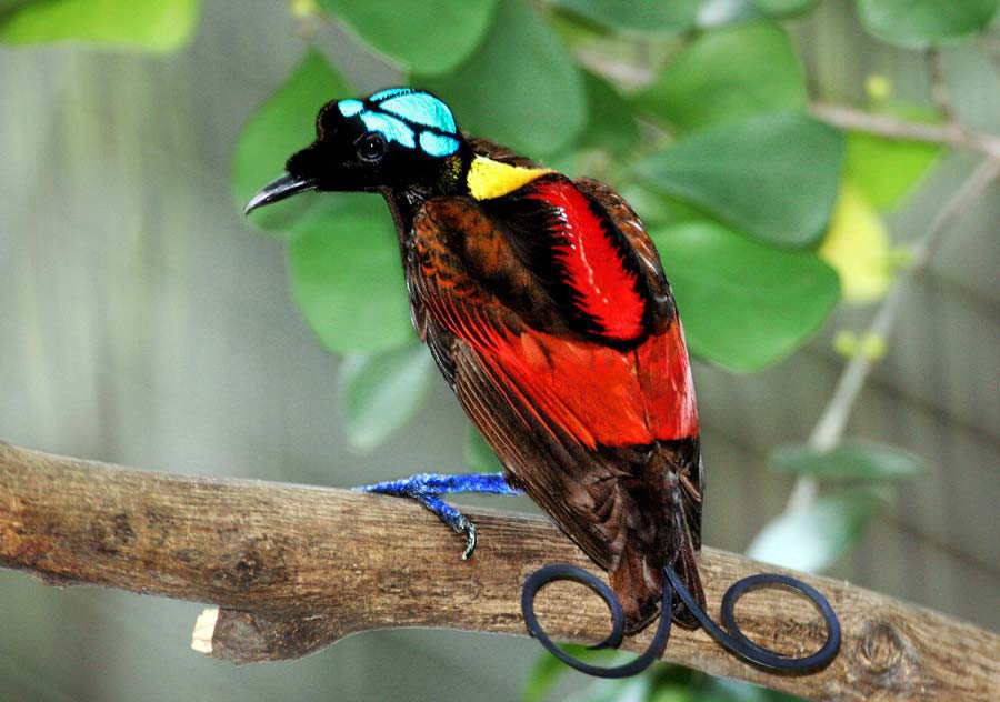 Birds of Paradise at Perot Museum Birds of Paradise at Perot Museum