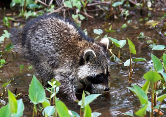 Arboretum at Night: Mammals at Houston Arboretum & Nature Center Arboretum at Night: Mammals at Houston Arboretum & Nature Center