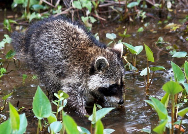 Arboretum at Night: Mammals at Houston Arboretum & Nature Center