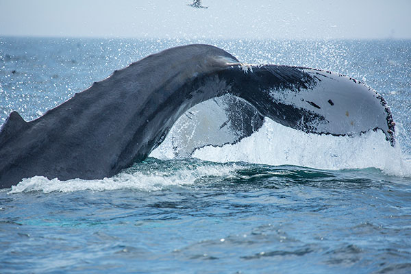 Whale Watch at Boston Harbor Cruises