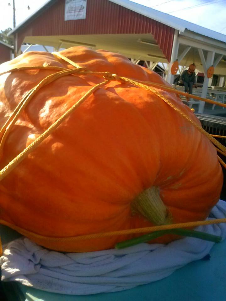NJ Giant Pumpkin Weigh Off