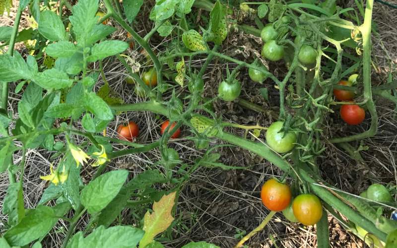 Grain House Tomato Week