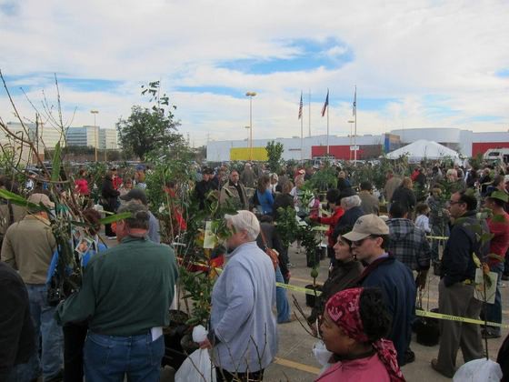 Fruit Tree Sale