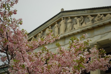 Buffalo Cherry Blossom Festival