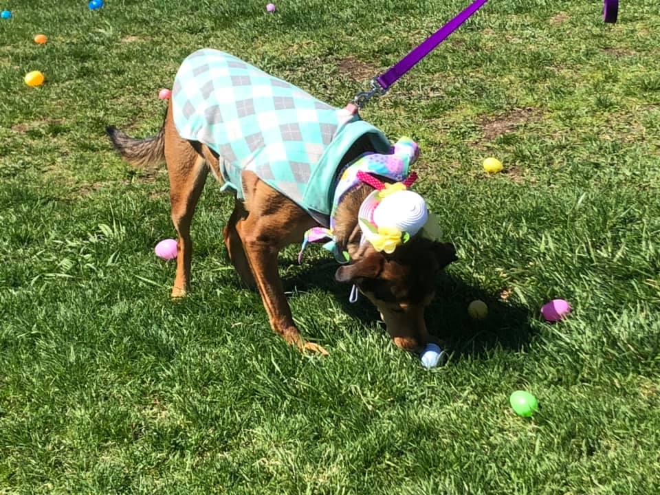 HUGS for Hounds Doggie Easter Egg Hunt & Raffle