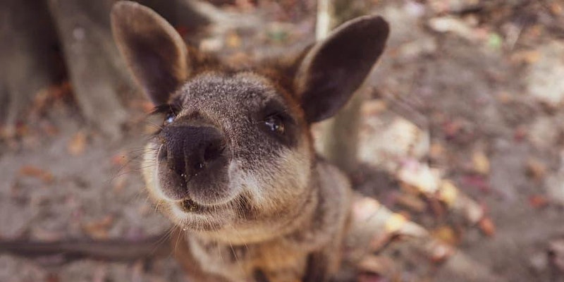 Wildlife Educational Live Stream- Q&A with Keepers