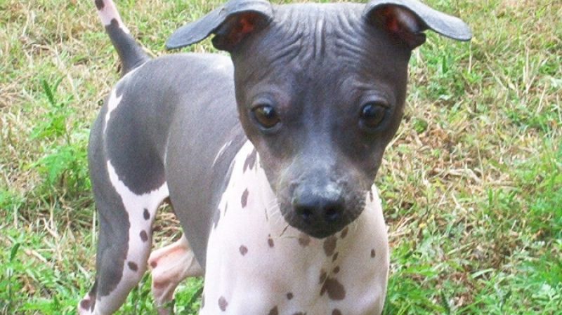 American Hairless Terrier Dog Show