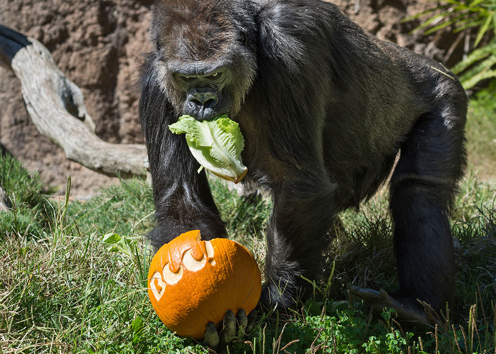 Boo! At The LA Zoo This October