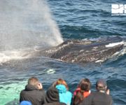 New England Aquarium Whale Watch