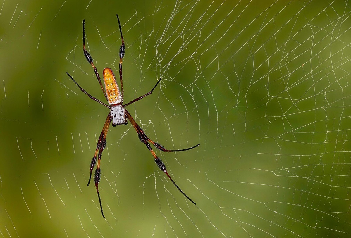 Spider Pavilion at Natural History Museum of Los Angeles County