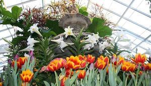 Spring Flower Exhibit Spring Flower Exhibit