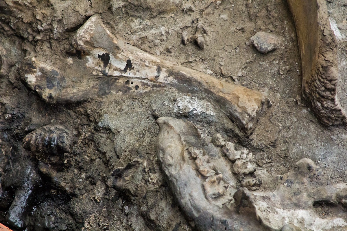 La Brea Tar Pits La Brea Tar Pits