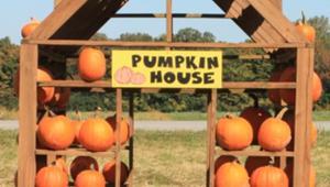 Pumpkin Picking and Corn Maze Fun Pumpkin Picking and Corn Maze Fun