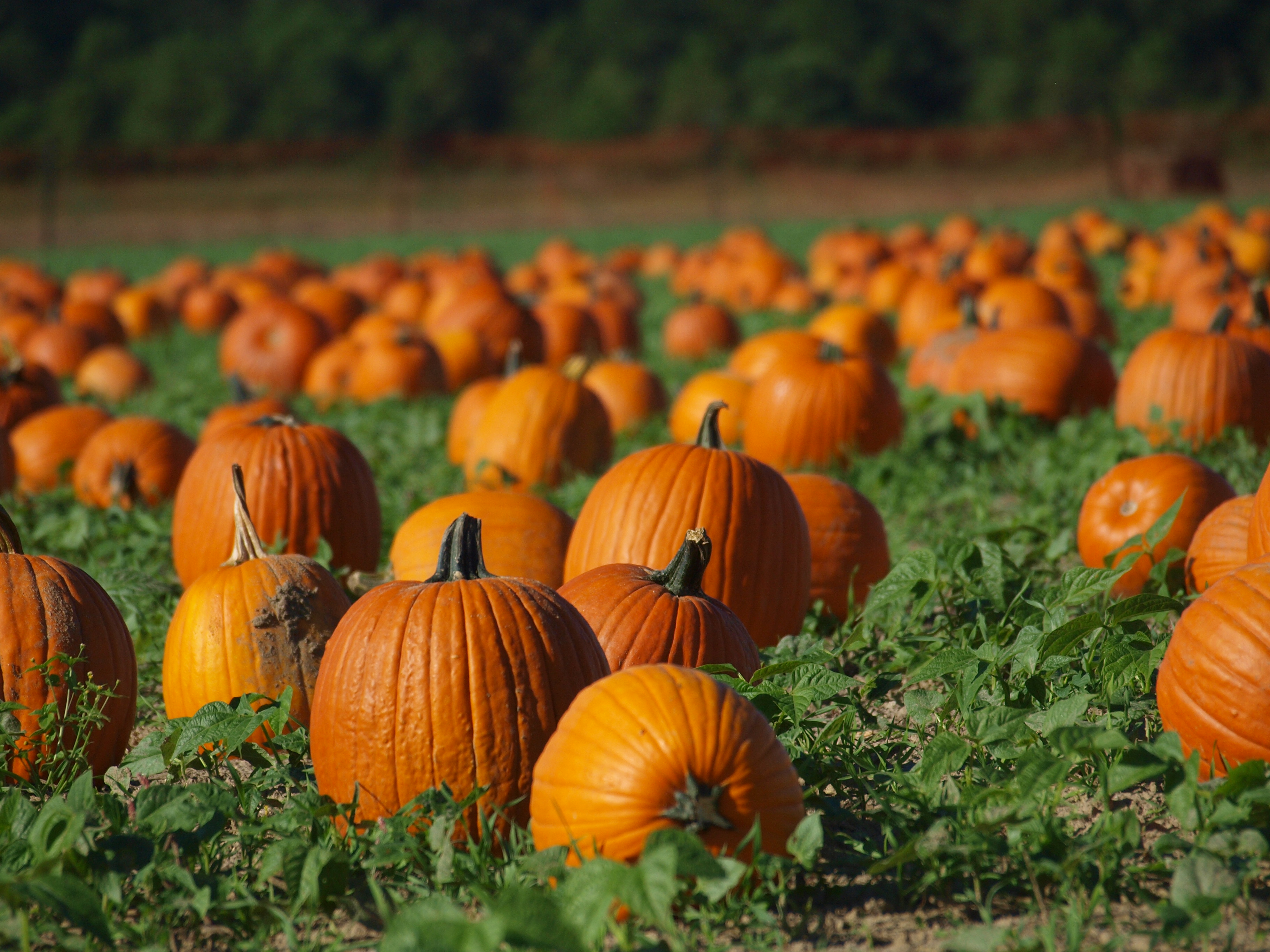 4 Best NY Fall Festivals