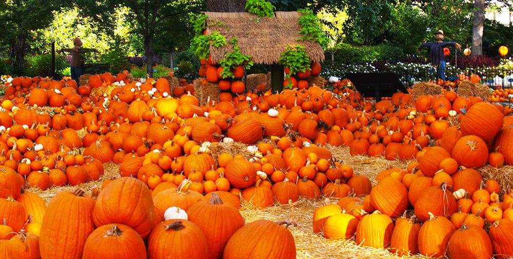 Best Pumpkin Patches in Southern California