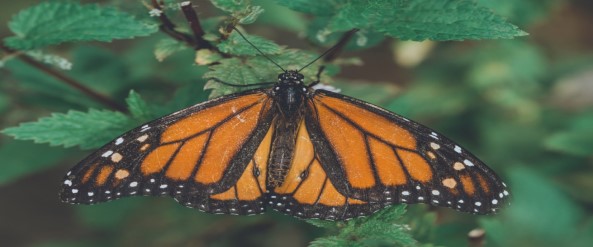 From Chrysalis to Butterfly: Your Guide to Business Transformation Using Data