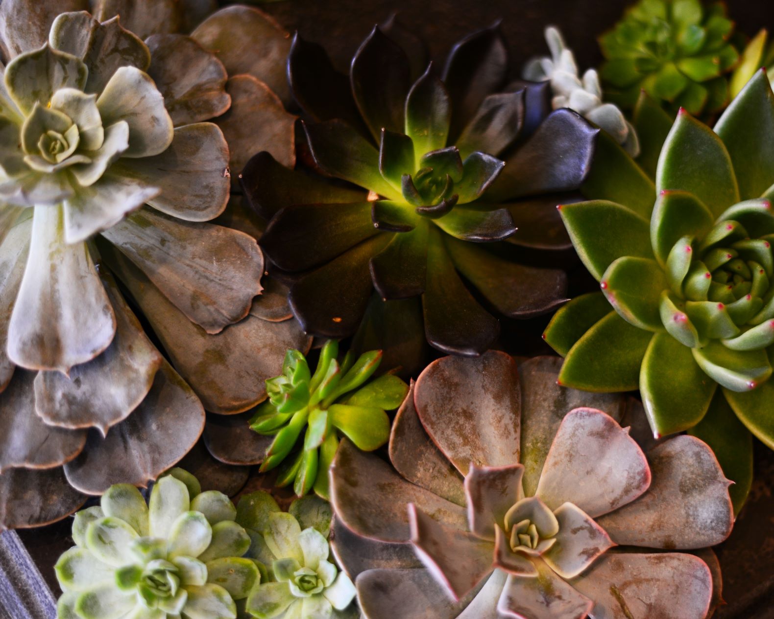 Working with Succulents Working with Succulents