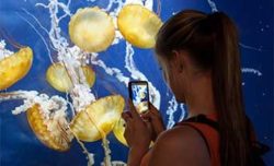 Free Admission Day For Military | Aquarium of the Bay Free Admission Day For Military | Aquarium of the Bay