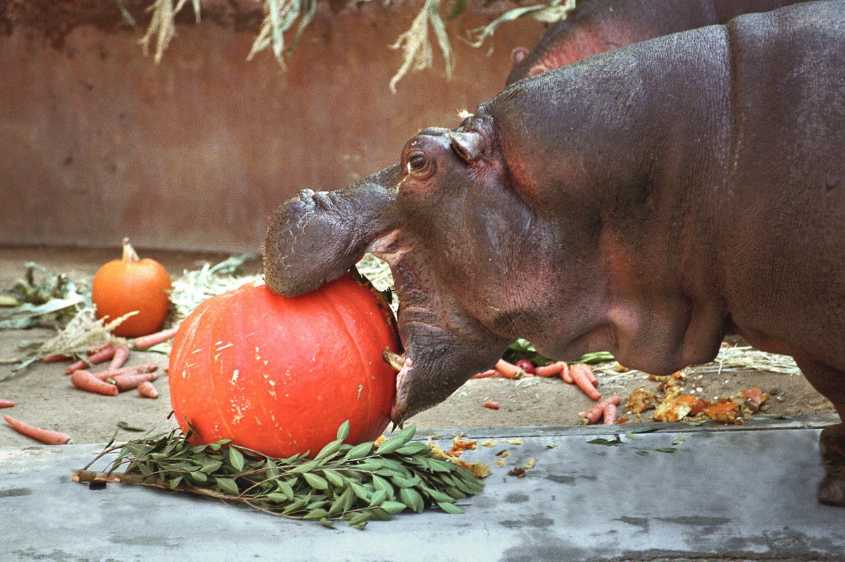 Boo at the L.A. Zoo