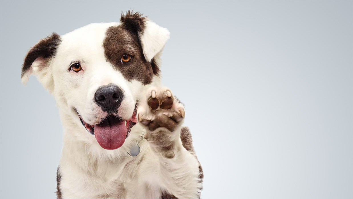 The Westin Gallery Hosts Pet Adoption Weekends In Dallas