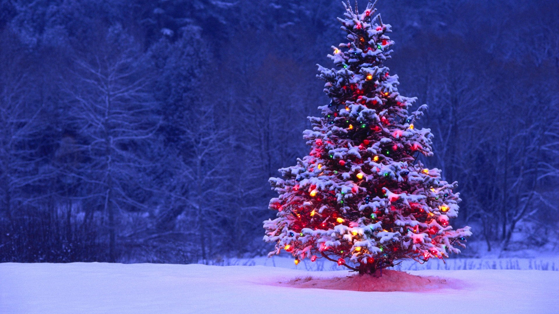 Grab Your Christmas Tree At North Pole Farms 