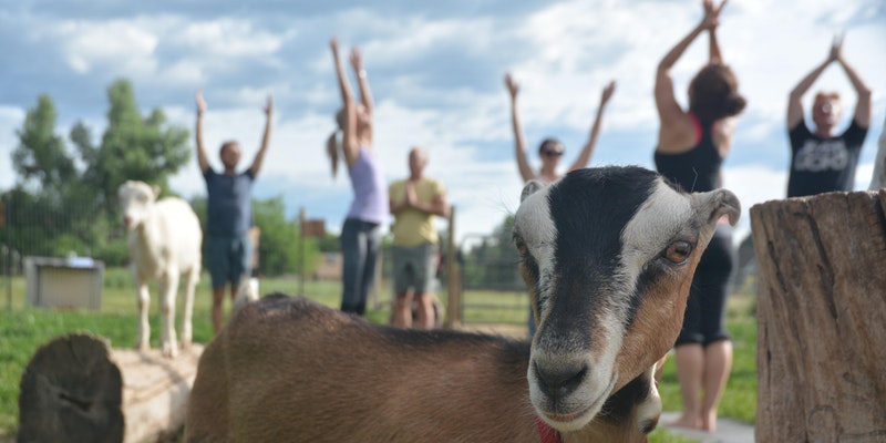 Goat Yoga at Mountain Flower Goat Dairy, May 12th