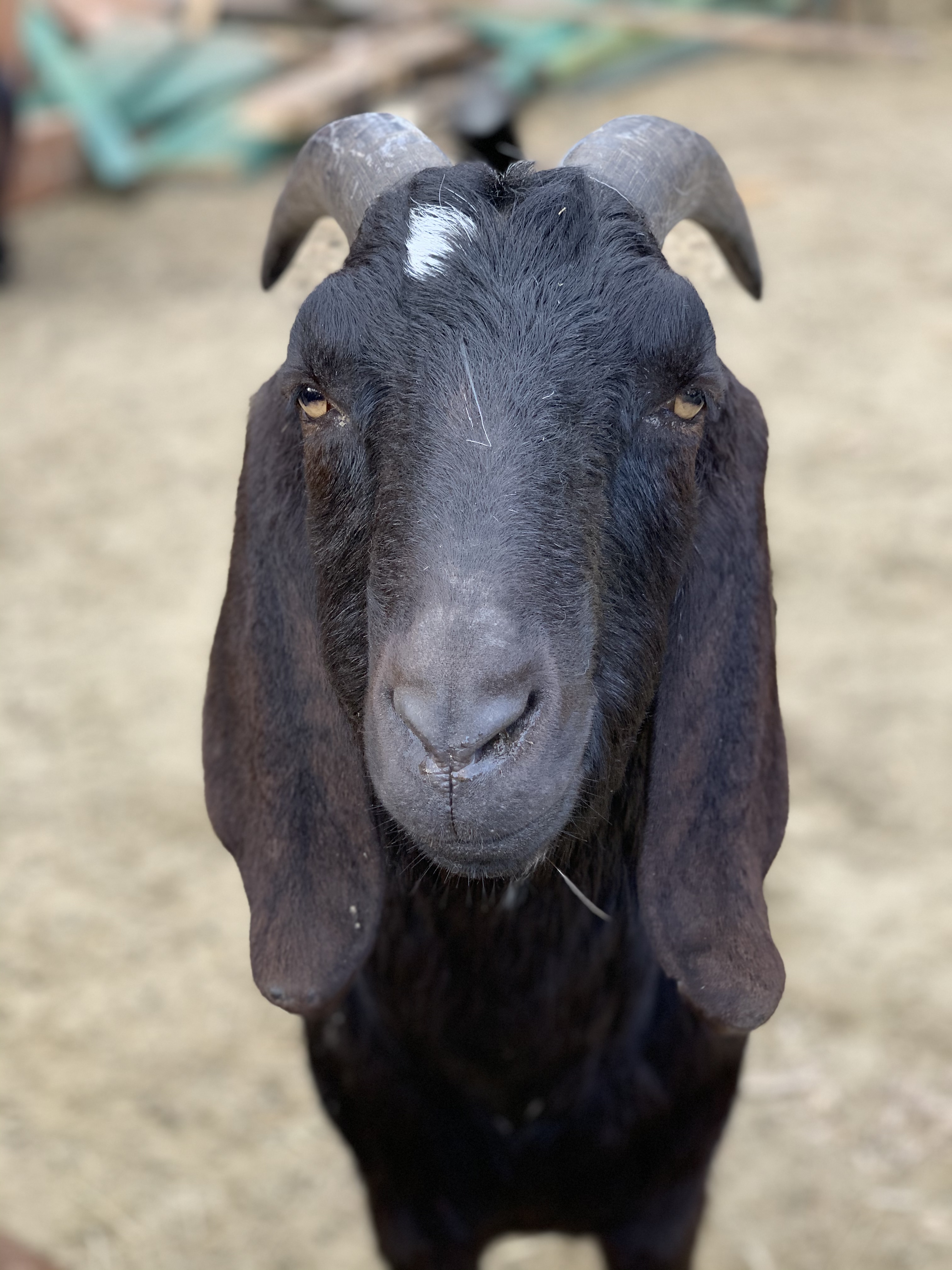 Happy Hour on the farm! (July 2020)