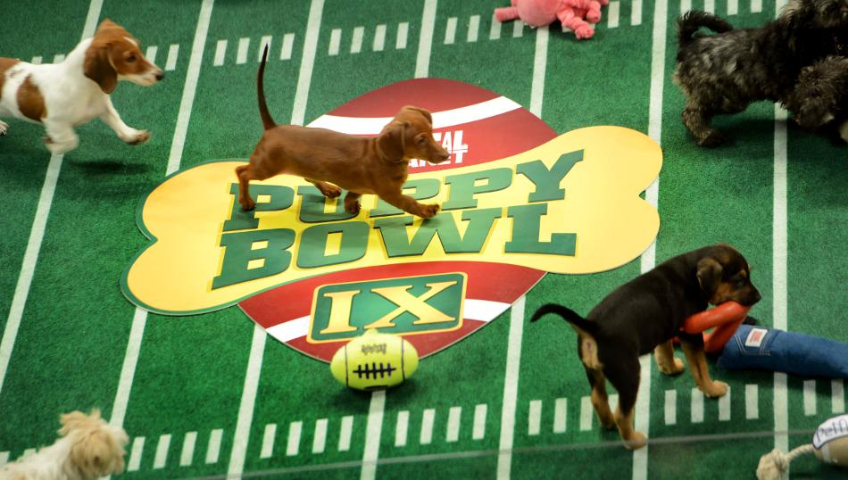 Meadowlake’s Adorable Puppy Bowl Returns