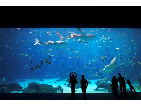 Fan Night at Georgia Aquarium