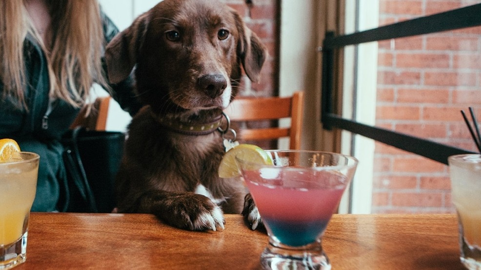 Woof Woof: 5 of the Best Dog Friendly Events in NYC