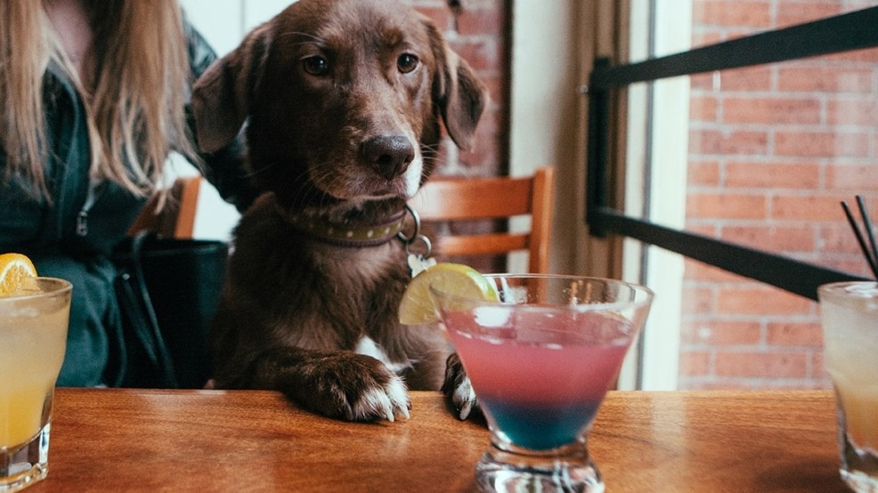 Woof Woof: 5 of the Best Dog Friendly Events in NYC