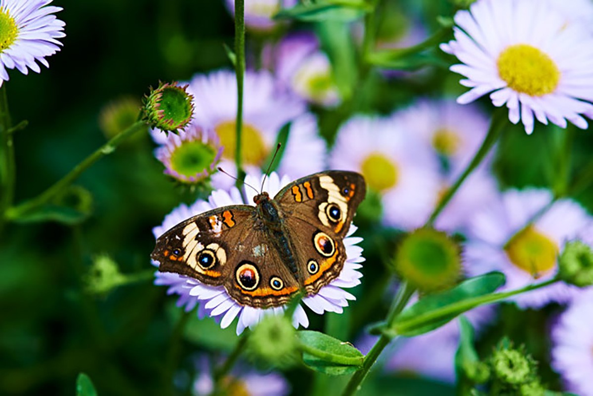 NHMLA's Special Exhibit: Butterfly Pavilion
