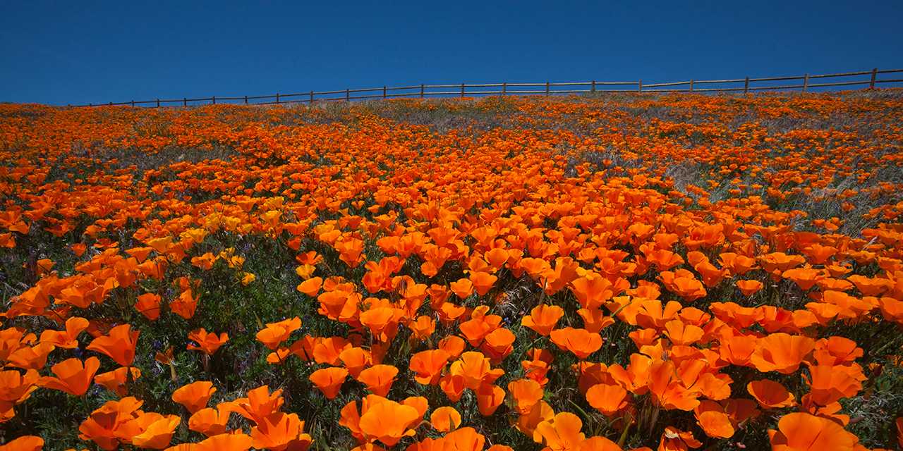 California Poppy Festival 2017